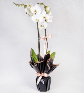 Beyaz çift dal orkide